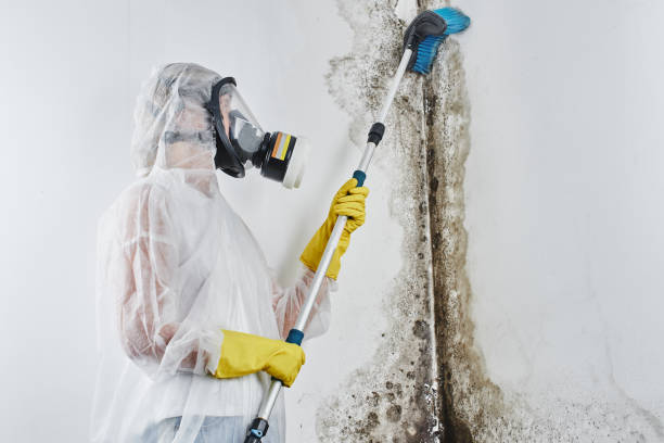 Best Mold Remediation  in Cleveland, TX