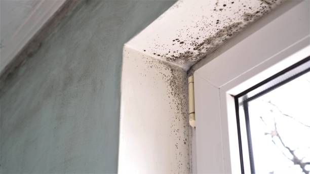 Mold Removal Process in Cleveland, TX