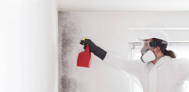 Certified Mold Removal in Cleveland, TX