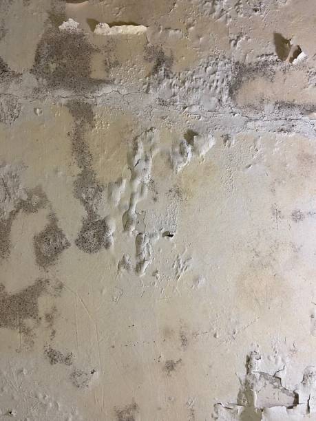 Best Toxic Mold Removal  in Cleveland, TX