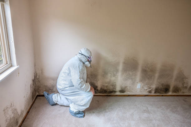 Office Mold Removal Services in Cleveland, TX