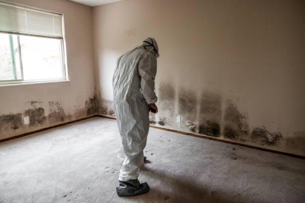 Best Local Mold Removal Service  in Cleveland, TX