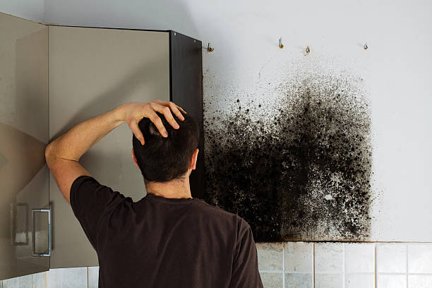 Best Same-Day Mold Removal  in Cleveland, TX