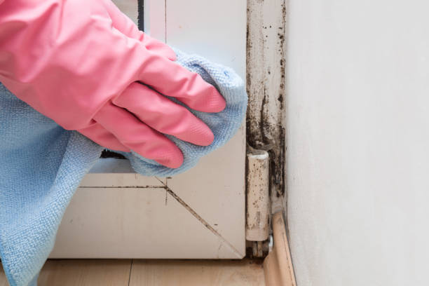 Best Toxic Mold Removal  in Cleveland, TX