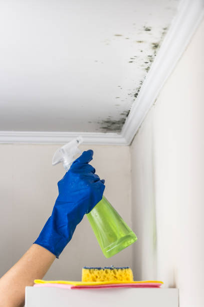 Best Mold Damage Repair  in Cleveland, TX